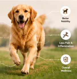 Golden retriever enjoying an active healthy life